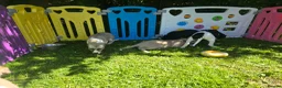 Mixed Breed dogs for sale: Whippet cross whippet lurcher - Advert 2