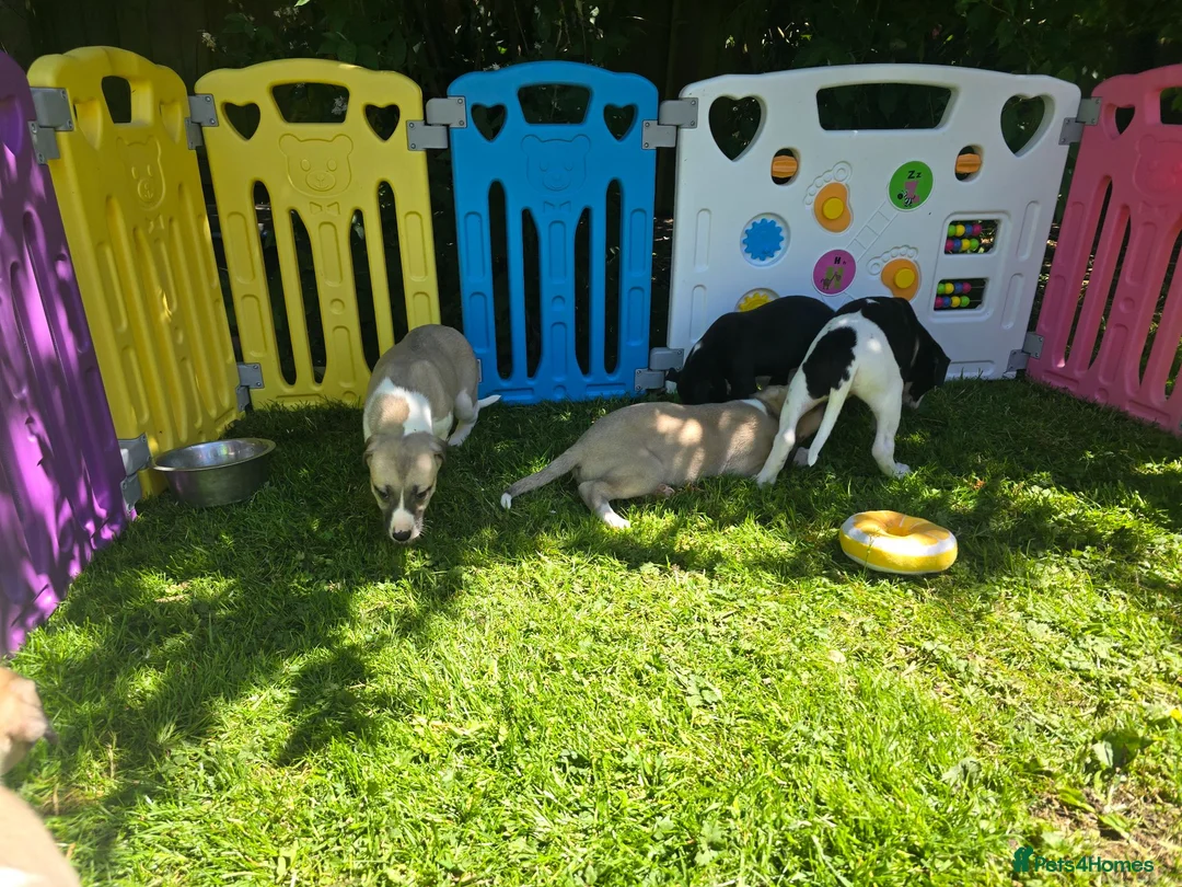 Mixed Breed dogs for sale: Whippet cross whippet lurcher - Advert 2