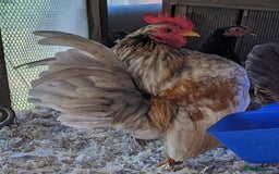 Chickens poultry for sale: Tiny Seramas Bantams,Adults & Youngsters. - Image 21
