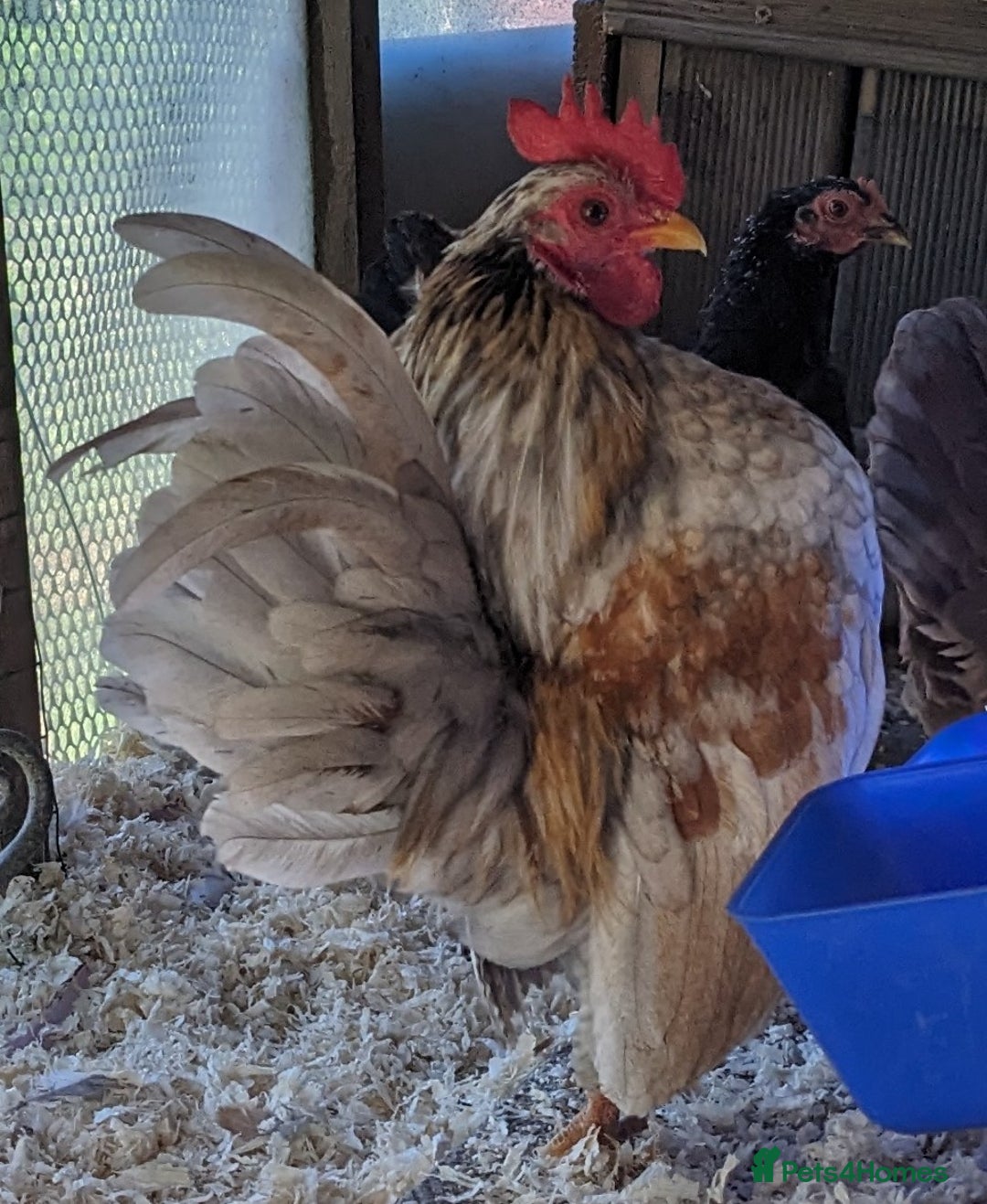 Chickens poultry for sale: Tiny Seramas Bantams,Adults & Youngsters. - Image 21