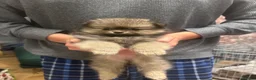 Pomeranian dogs for sale: Stunning Tiny KC Reg Pomeranian Puppies  - Advert 6