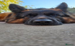 German Shepherd dogs for sale: Kc-registered German shepards puppies for sale - Image 34