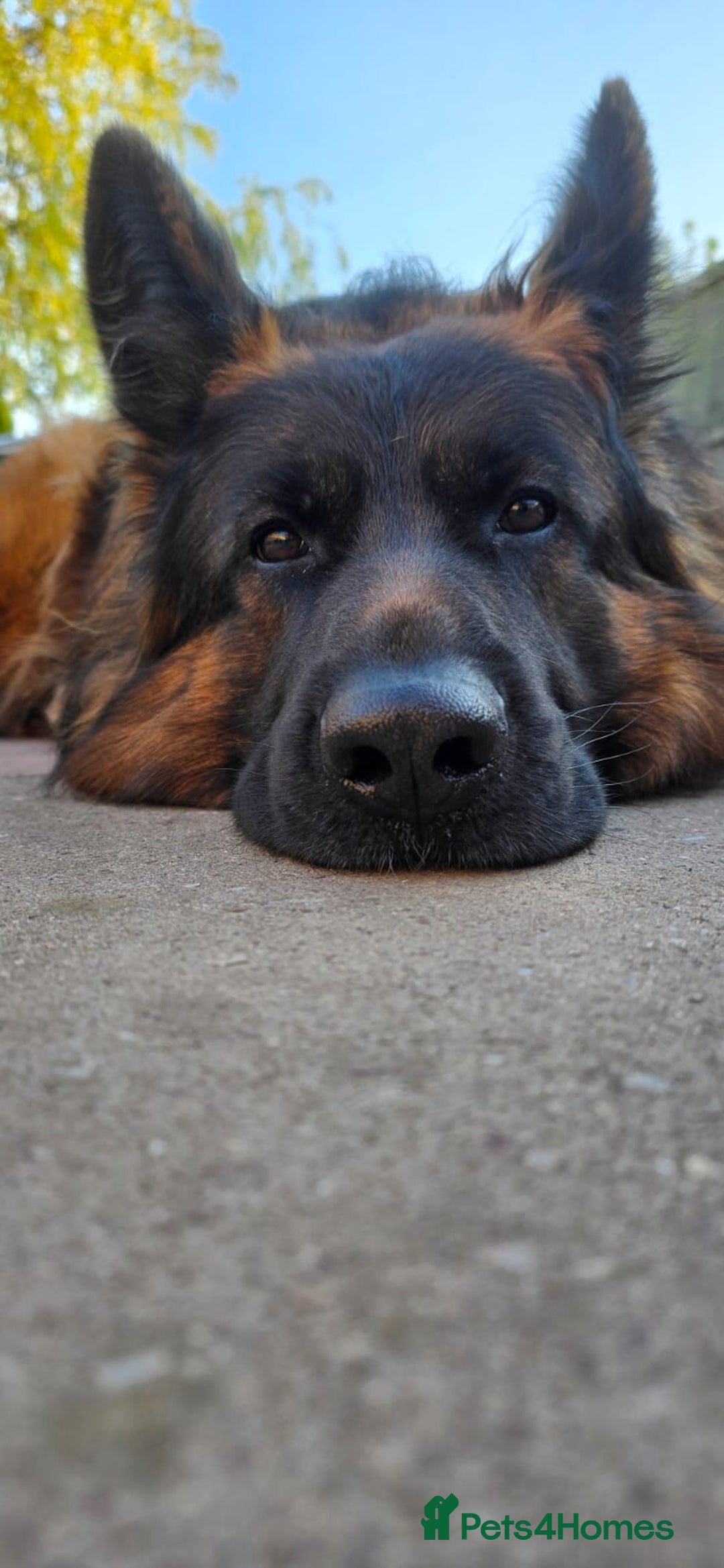 German Shepherd dogs for sale: Kc-registered German shepards puppies for sale - Image 34