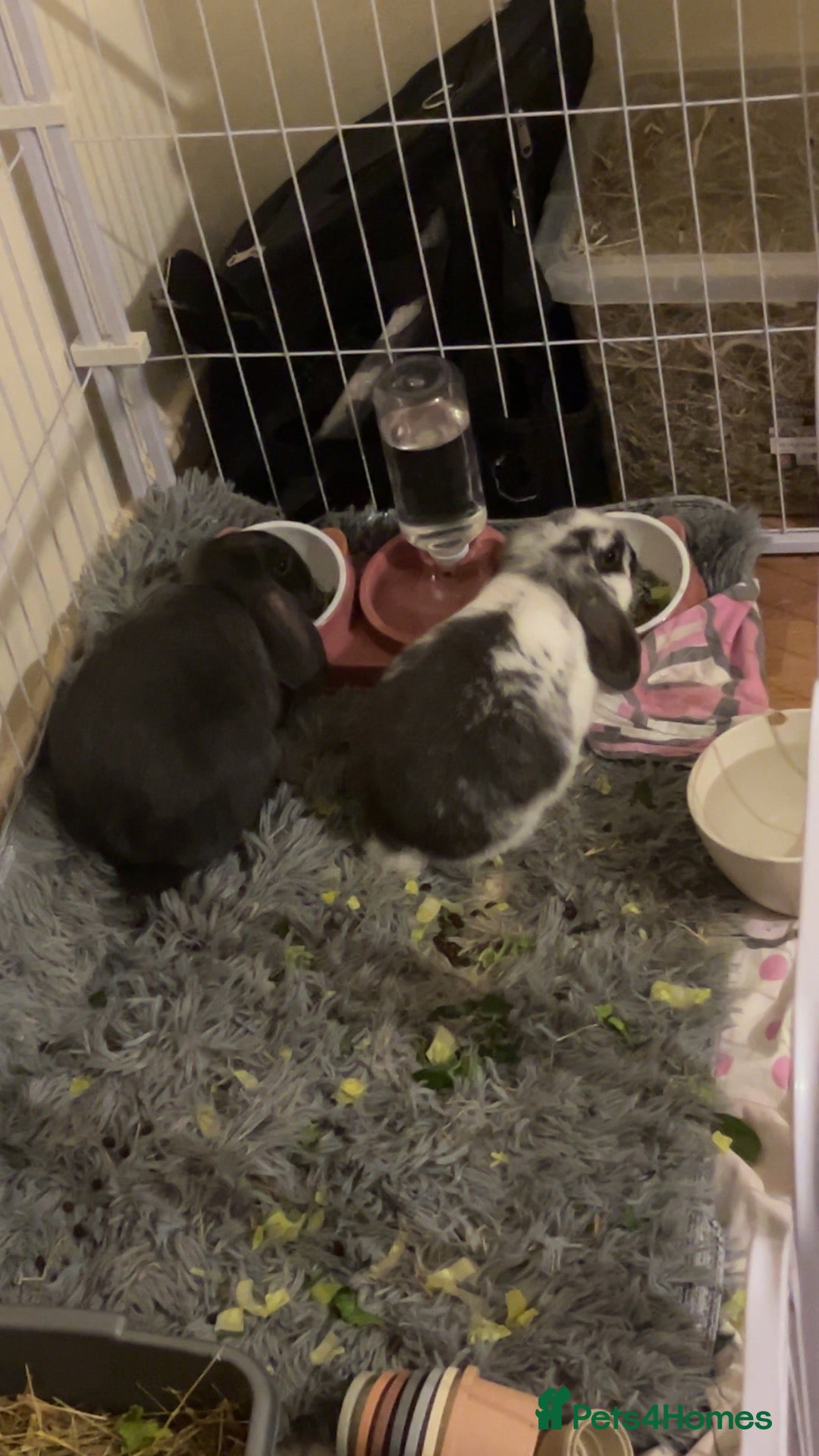 Mini Lop rabbits TWO RABBITS FOR SALE  - Advert 1