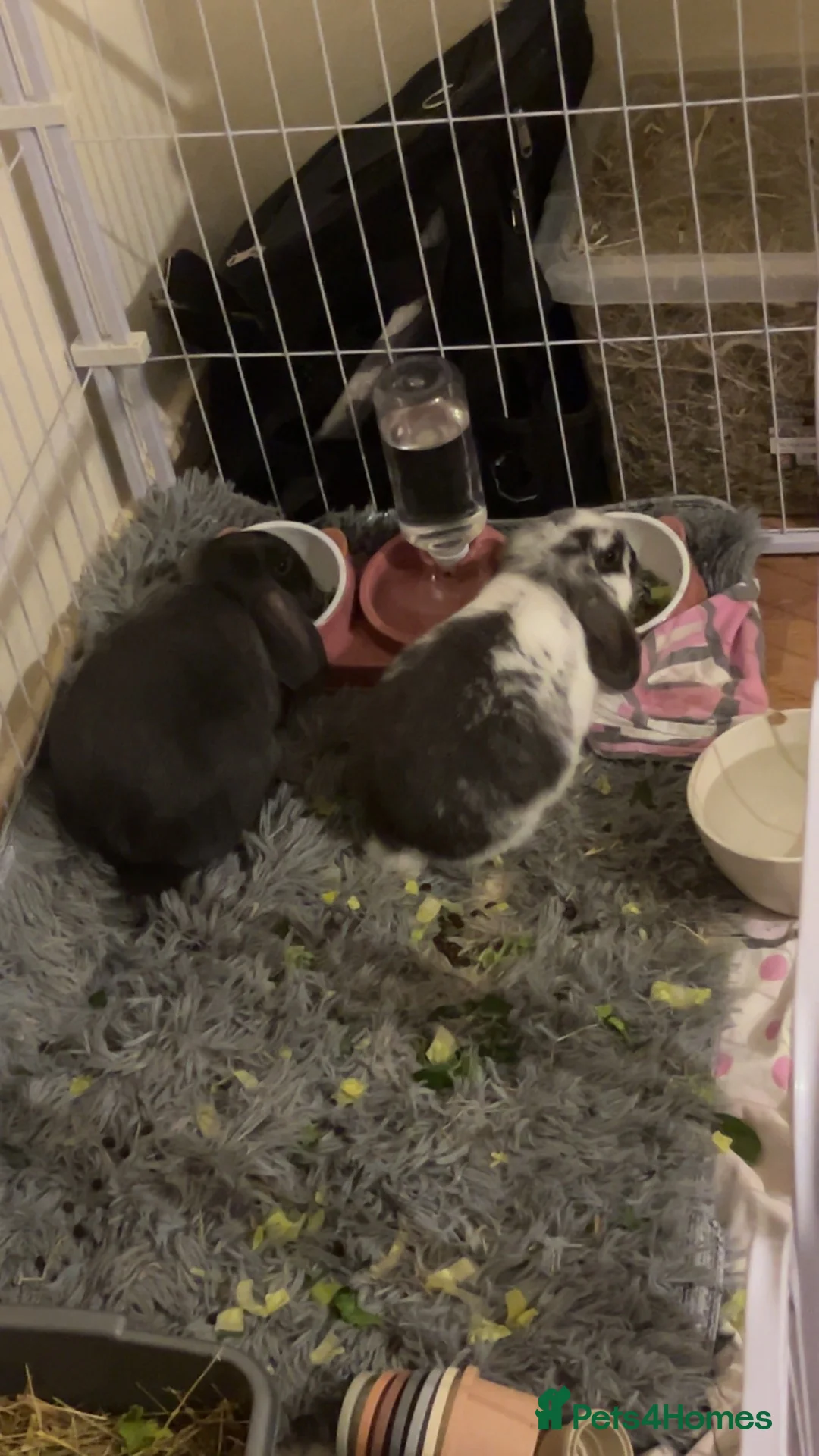Mini Lop rabbits for sale: TWO RABBITS FOR SALE  in Enfield - Advert 1