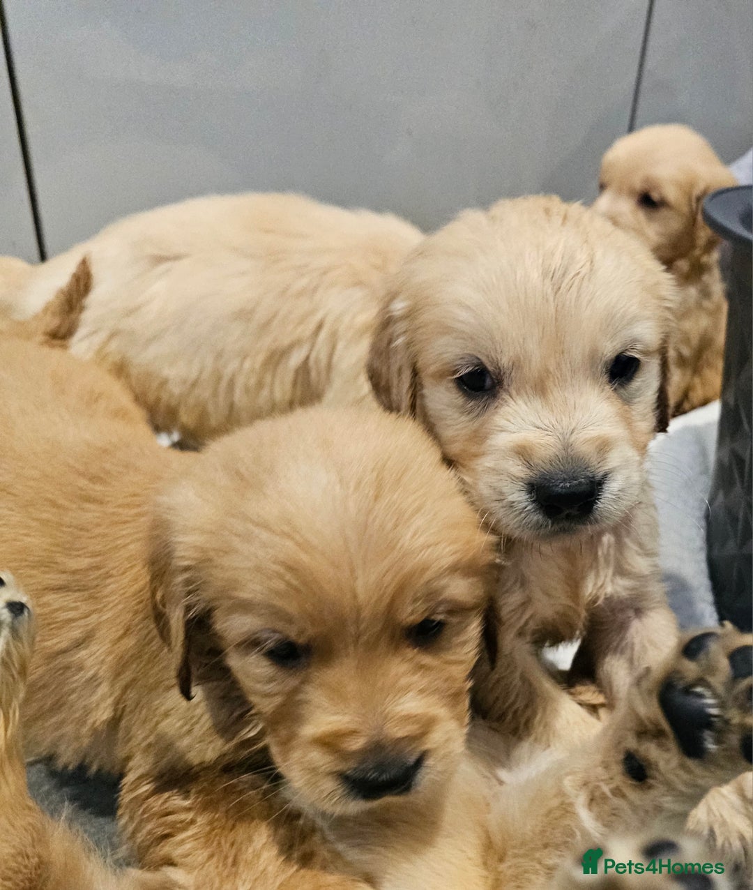 Golden Retriever dogs for sale: KC reg pedigree champion Golden Retriever pups - Advert 16