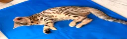 Bengal cats for sale: ✨ Exceptional Pure TICA Reg Bengal Kittens ✨  - Advert 17