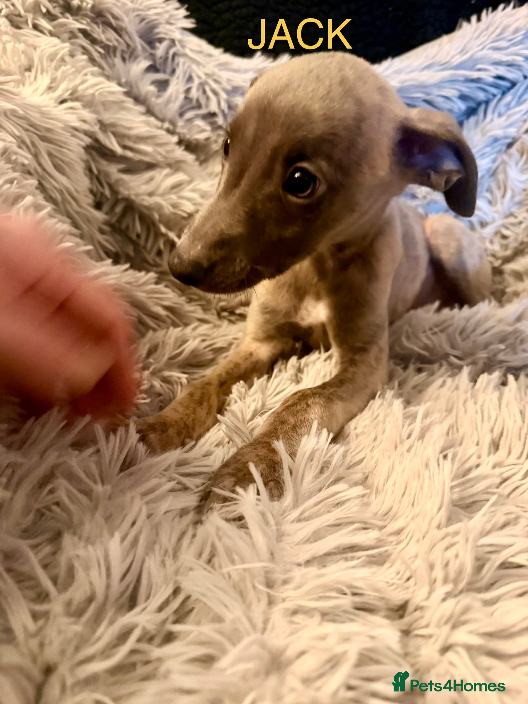 Whippet dogs ✨KC Whippet Pups, Now Ready For Their New Homes ✨ - Advert 3