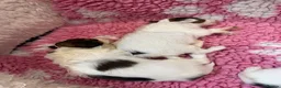Papillon dogs for sale: Beautiful KC Registered Puppies - Only two left! - Advert 11