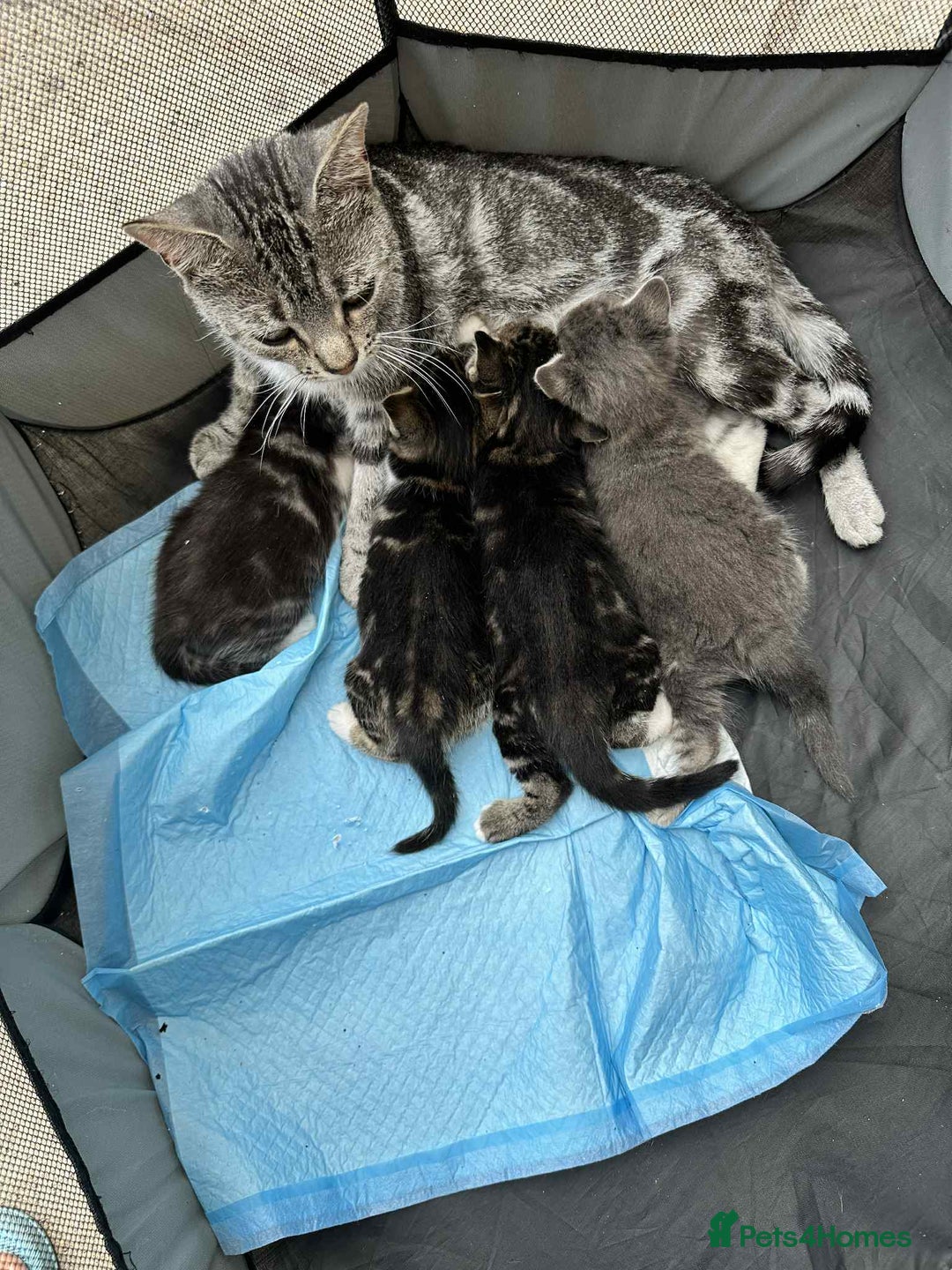 American Shorthair cats for sale: 4 male american shorthairs - Image 8