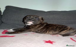 Mixed Breed dogs for sale: Staffy-Cross Puppies - Image 4