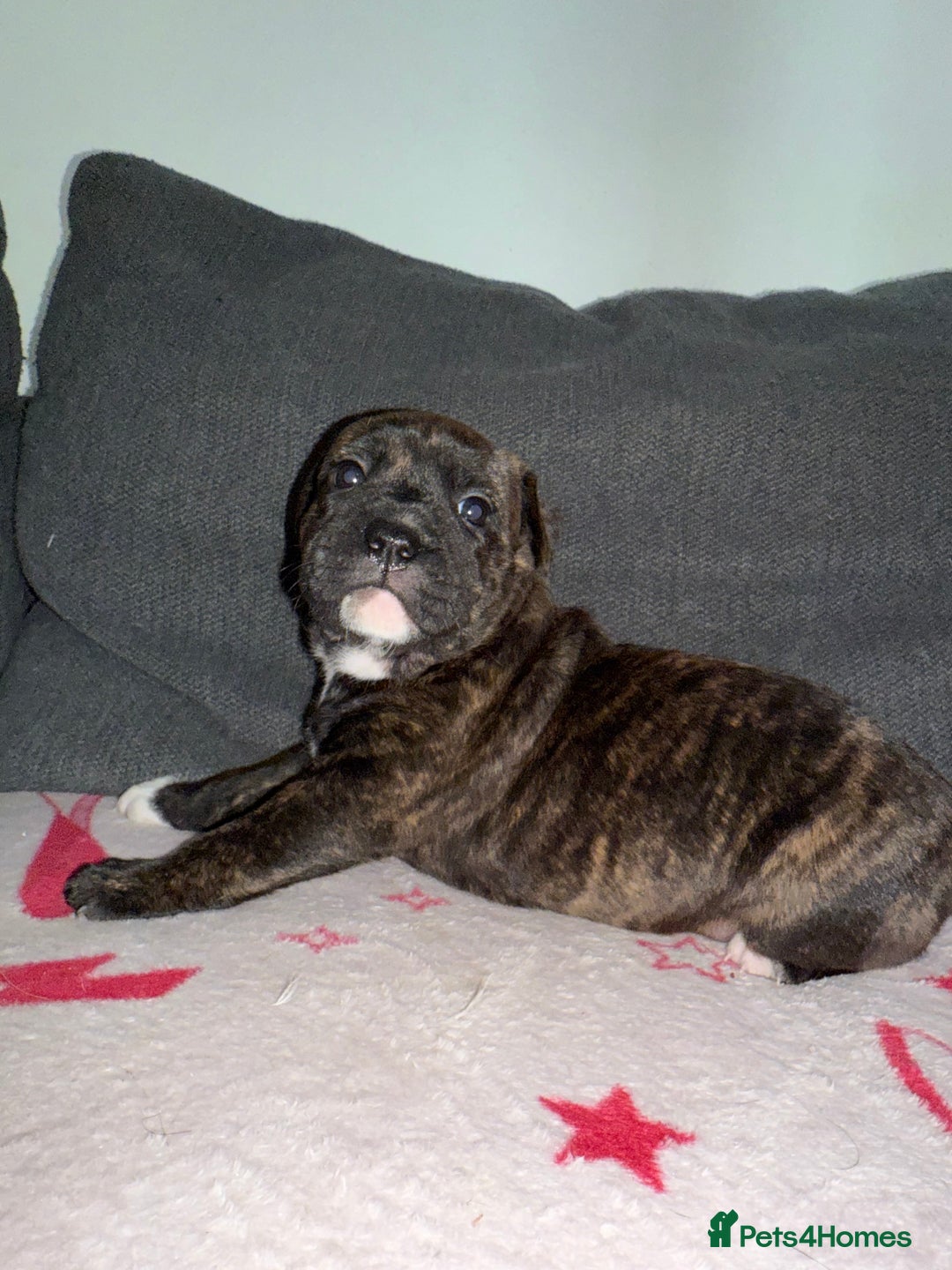 Mixed Breed dogs for sale: Staffy-Cross Puppies - Image 4