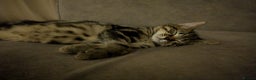 Bengal cats for sale: Bengal x American Maine Coon - Ready To Go!  - Advert 6