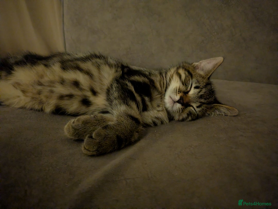Bengal cats for sale: Bengal x American Maine Coon - Ready To Go!  - Advert 6