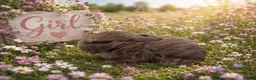 Mini Lop rabbits for sale: A beautiful selection of baby buns - Advert 9