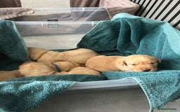 Labrador Retriever dogs for sale: Beautiful Labrador Puppies  - Image 11