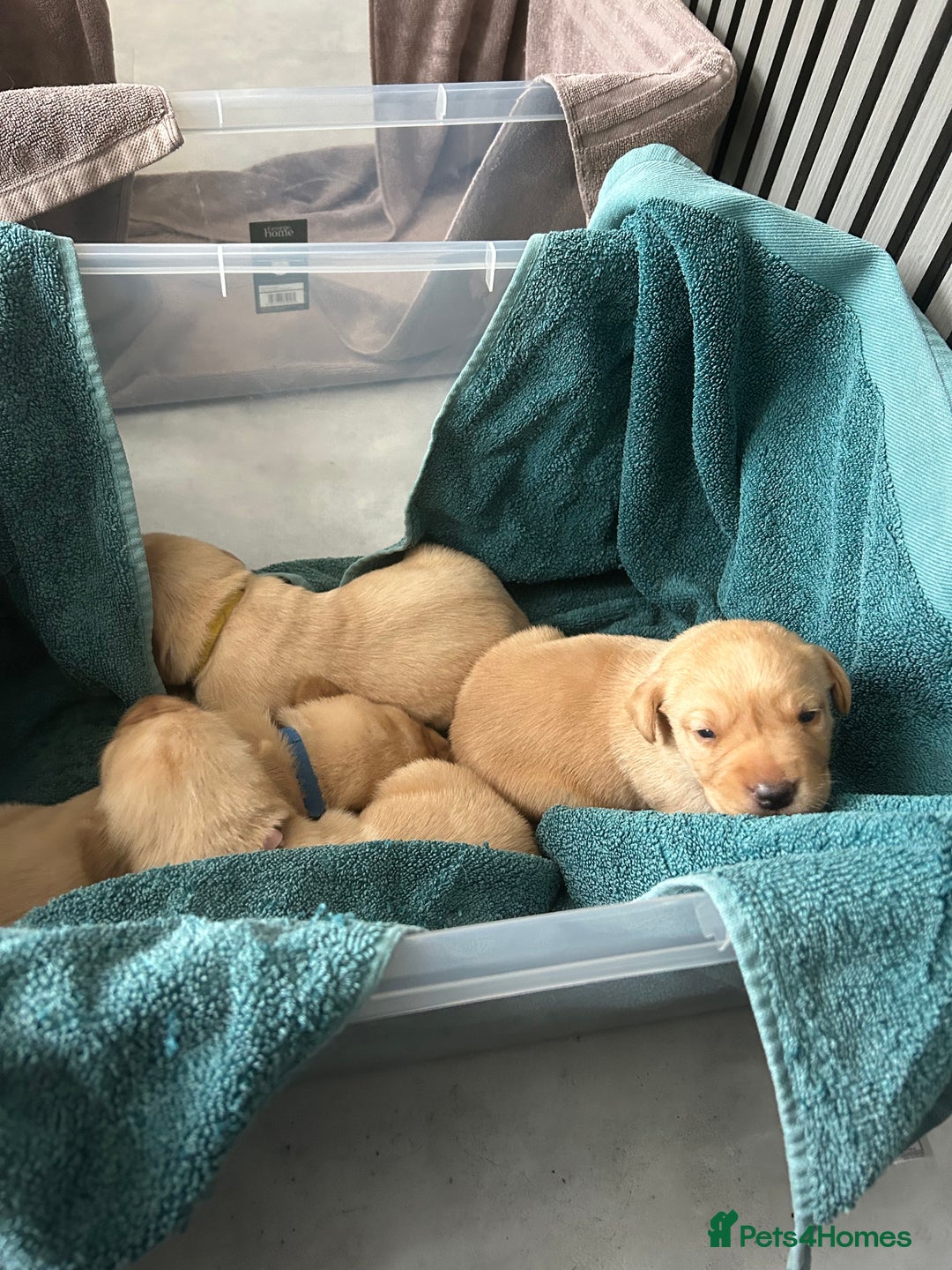 Labrador Retriever dogs for sale: Beautiful Labrador Puppies  - Image 11