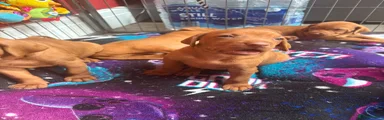 Trex Rocky