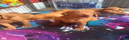 Hungarian Vizsla dogs for sale: Collect in two weeks!🐾KC smooth Hungarian Vizslas - Advert 30