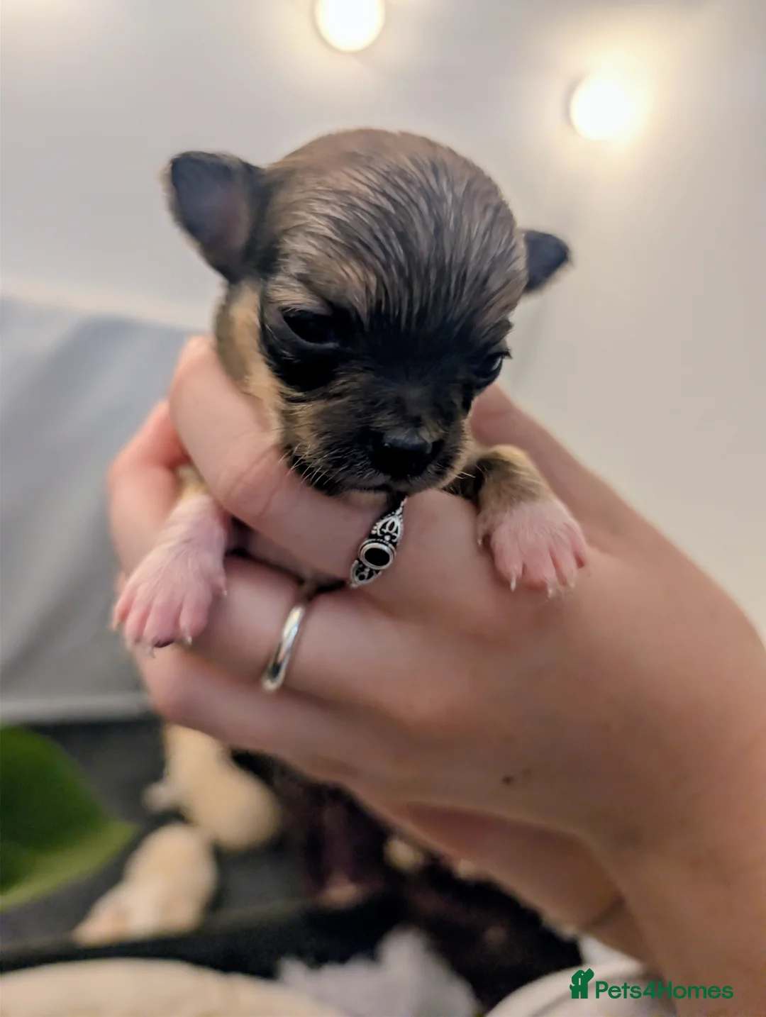 Chihuahua dogs for sale:  3 ABSOLUTELY GORGEOUS CHIHUAHUA PUPPIES FOR SALE - Advert 8
