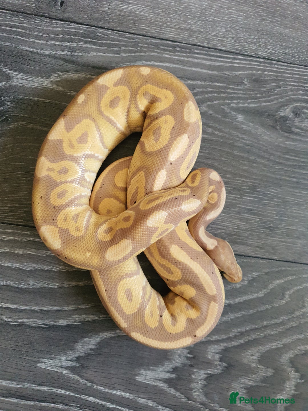 Python Snake reptiles for sale: Banana cinnamon mojave pos female maker  - Image 2