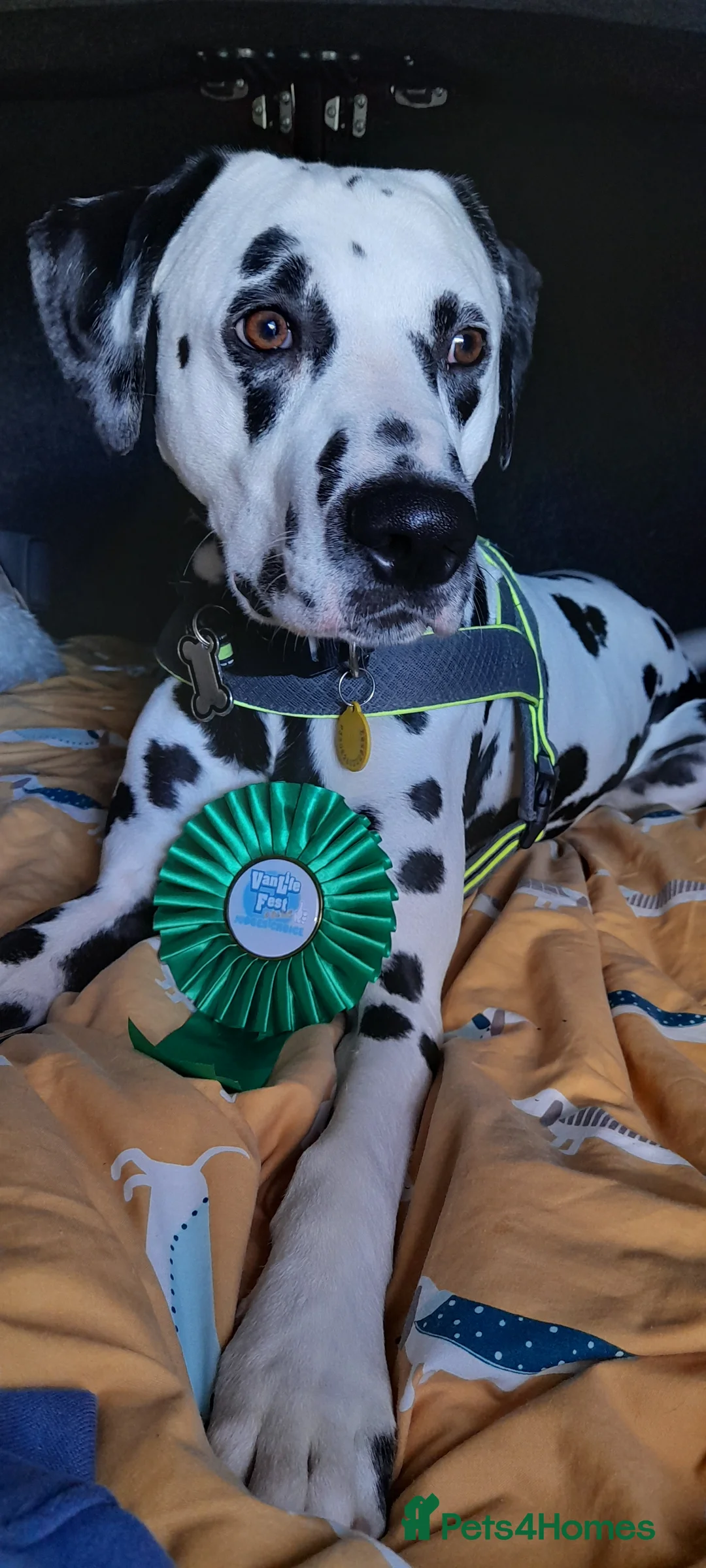Dalmatian dogs for stud: Handsome boy for stud in Doncaster - Advert 13