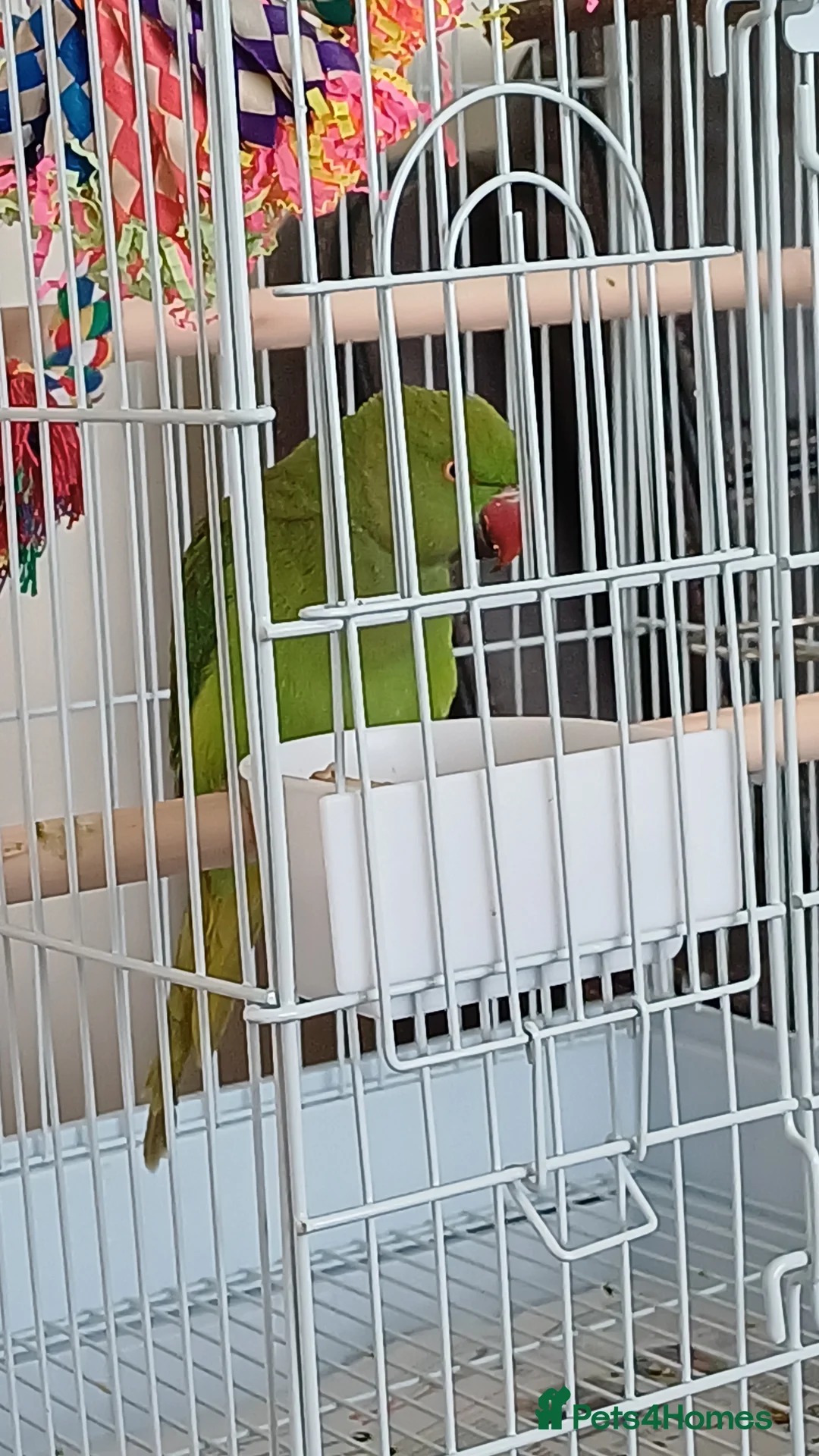 Ringnecks birds for sale: Male Indian ringneck parrot in Norwich - Advert 2