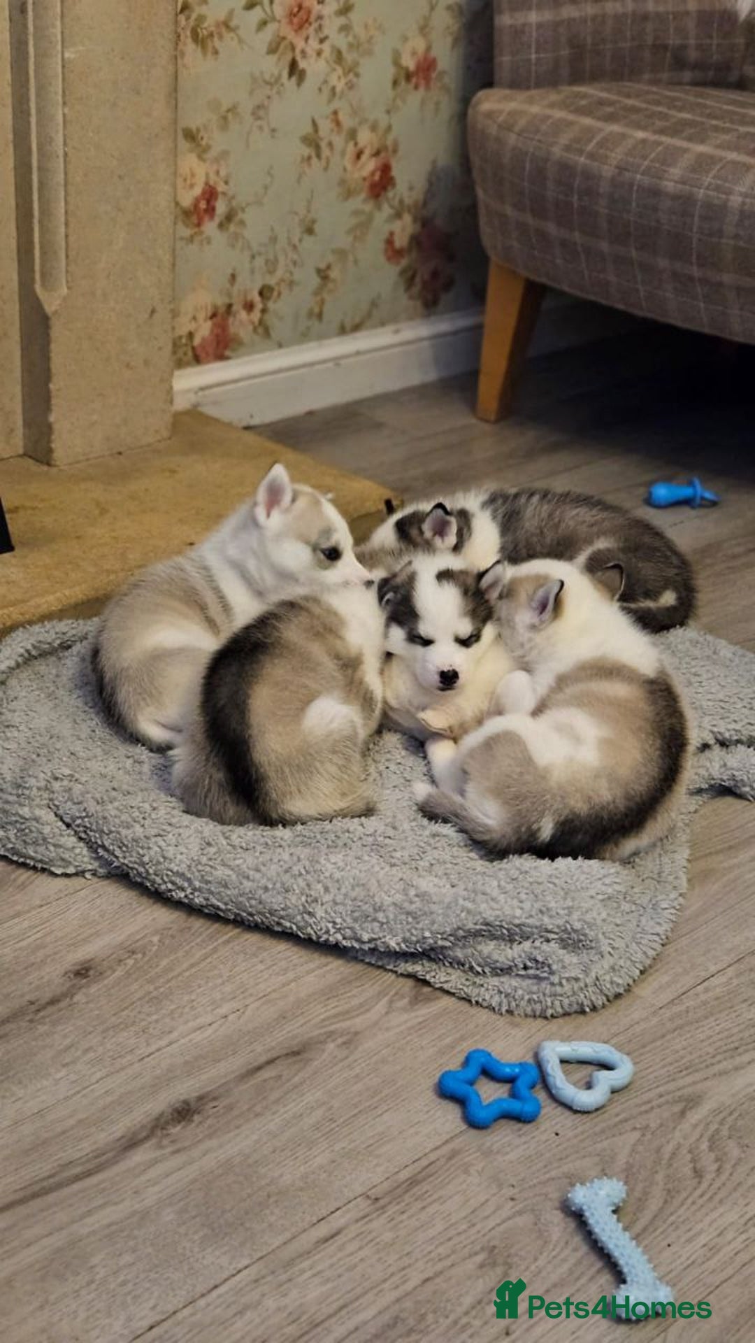Siberian Husky dogs for stud: Siberian Husky (Bim) for stud. - Image 15