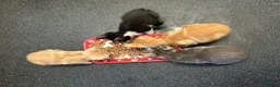 Mixed Breed cats for sale: 🚨2 BOYS LEFT NEEDING HOMES🚨 - Advert 6
