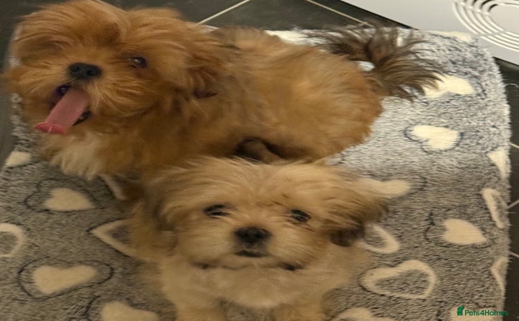 Lhasa Apso dogs - Advert 2