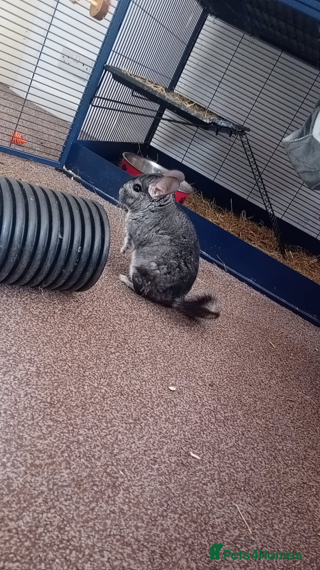 Chinchilla rodents for sale: 2 Male chinchillas looking for a new home - Advert 3