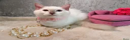 Ragdoll cats for sale: 🌟Stunning HCM PKD Clear ✅ 💕 Ragdoll Kittens 🌟 - Advert 7