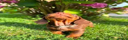Miniature Dachshund dogs for sale: Kc reg, health tested,miniature dachshund puppies  - Advert 9