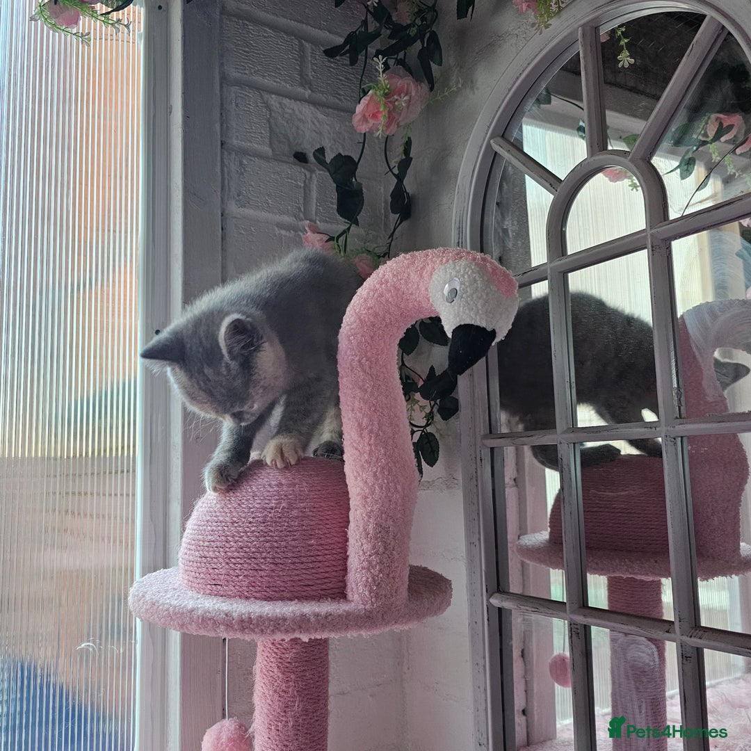 British Shorthair cats for sale: Beautiful kitten GCCF registered - Advert 12