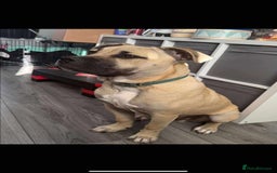 Mixed Breed dogs for sale: Meet scooby - Image 5