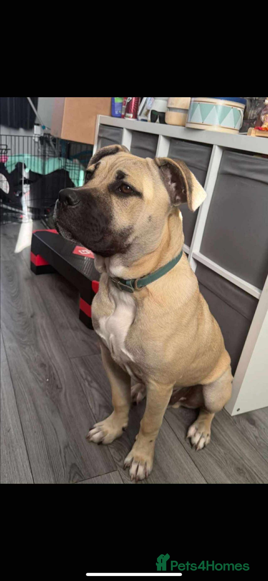 Mixed Breed dogs for sale: Meet scooby - Image 5