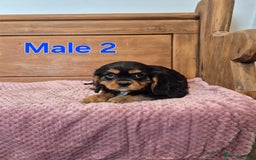 Cavalier King Charles Spaniel dogs for sale: Cavalier King Charles Spaniels - Image 7