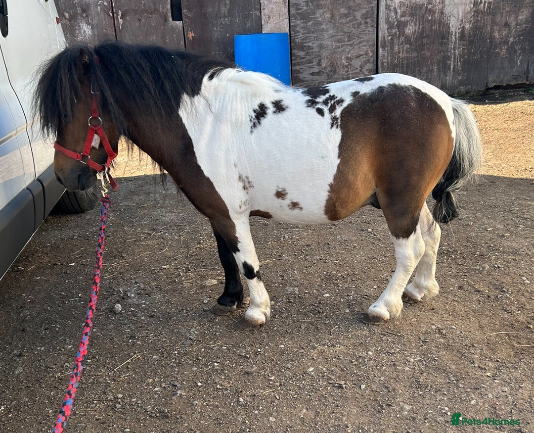 Shetland pony horses for sale: Shetland pony  in Stockport - Image 13
