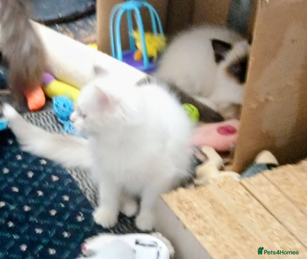 Ragdoll cats for sale: Pedigree Ragdolls for sale £495 - Image 22
