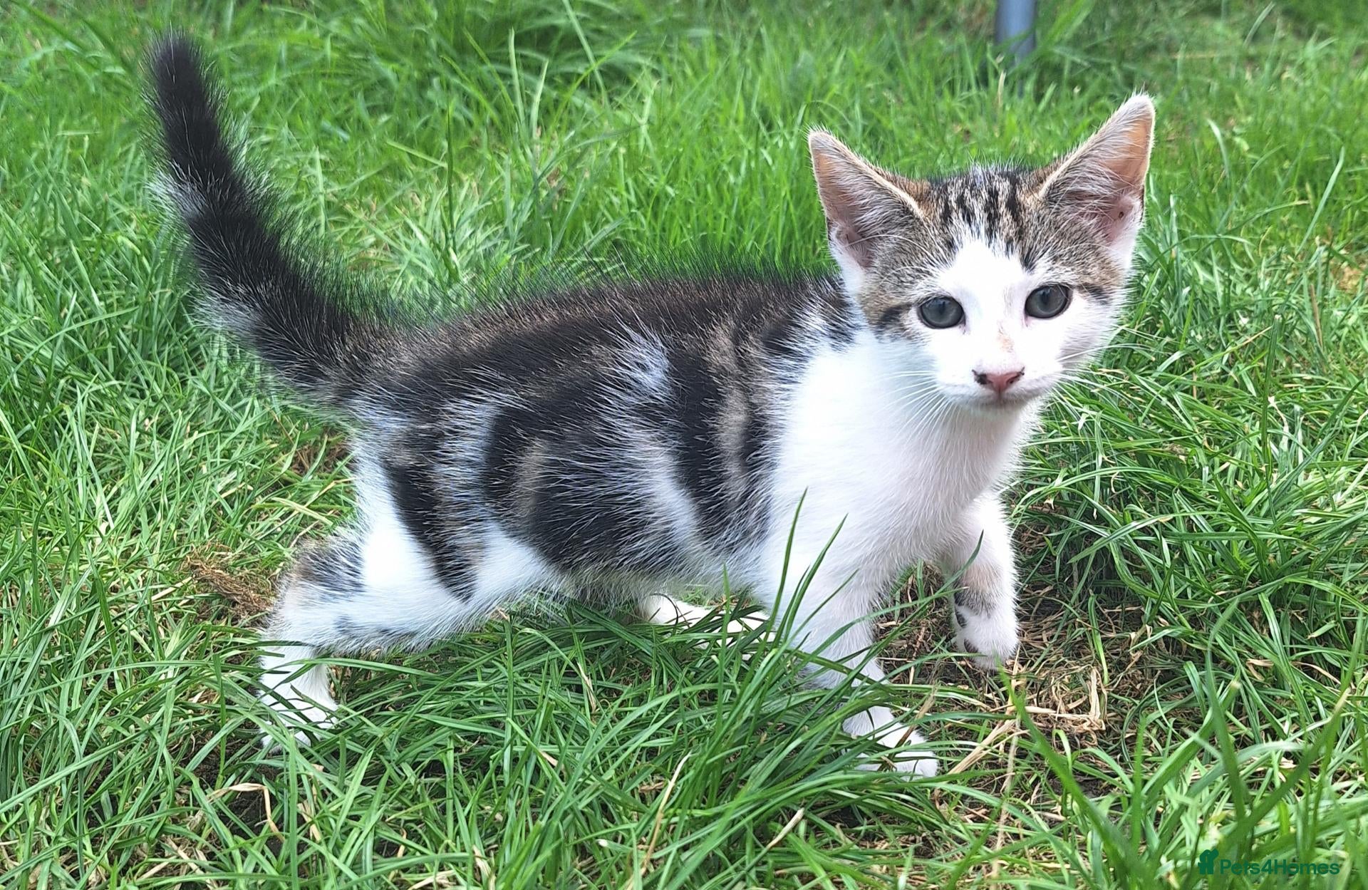Mixed Breed cats Beautiful kittens  - Advert 1