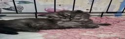 British Longhair cats for sale: GCCF REG, British Longhairs. - Advert 10