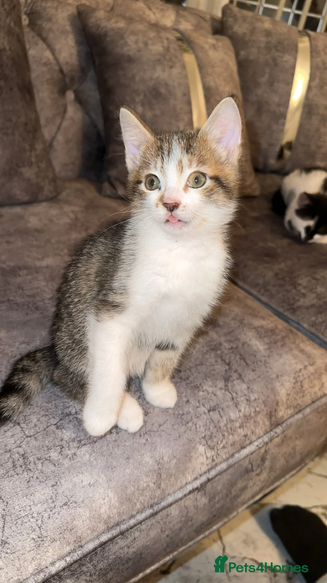 Domestic Shorthair cats for sale: Gorgeous tabby and British shorthair kitten - Advert 37