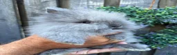 Lionhead rabbits for sale: Double mane lion lead bunny’s for sale  - Advert 10