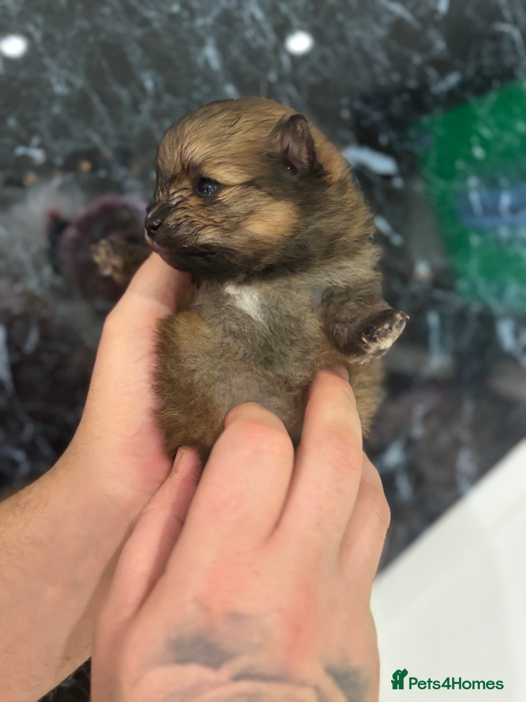 Pomeranian dogs for sale: Kc registered Pomeranians  - Image 14