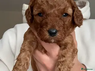 Cockapoo dogs 🐶Cockapoo🐶🤎 - Advert 15