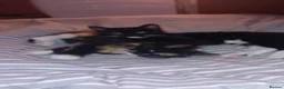 British Longhair cats for sale: 2 female kittens  in Hastings - Advert 4
