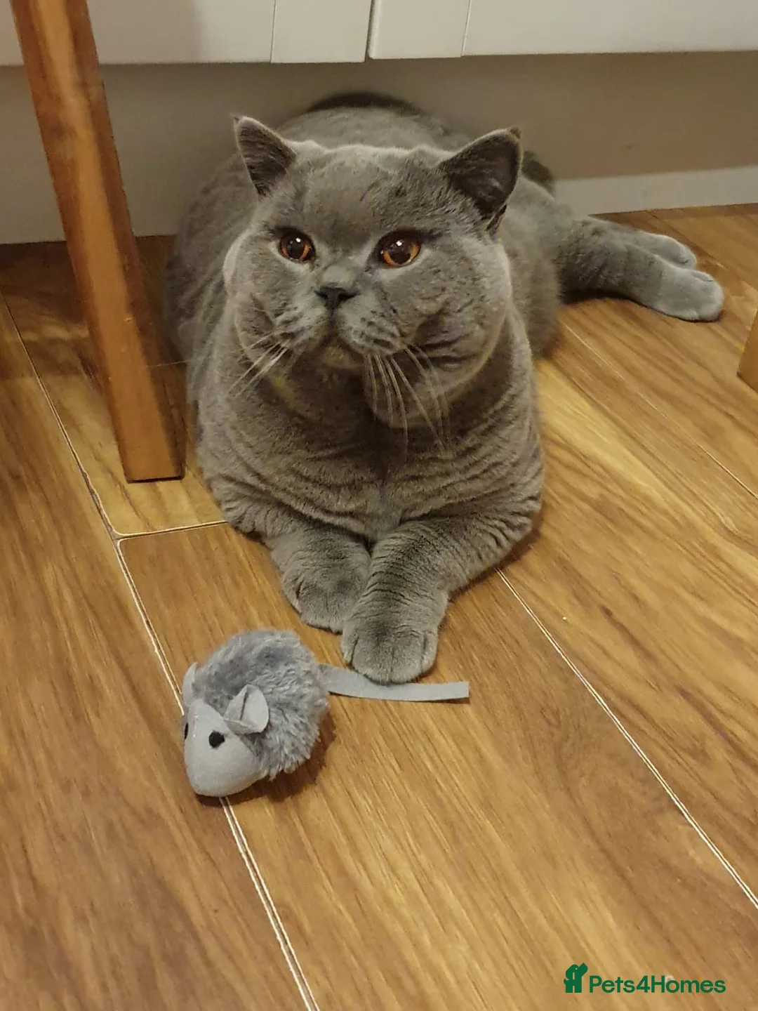 British Shorthair cats for stud: 3xB BIG BSH BOY 7kg - Advert 2