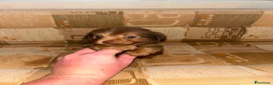 Jack Russell 2