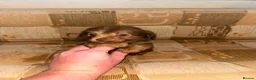 Jack Russell dogs for sale: Jack Russell - Advert 4