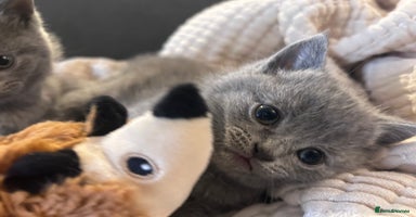 British Shorthair cats - Advert 5